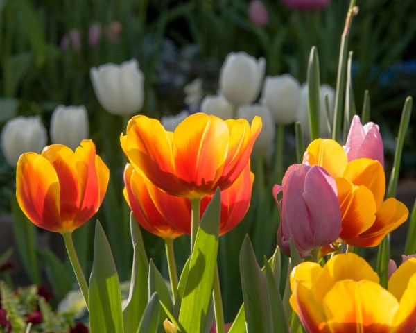 Kees Nelis Tulips at the Krohn Conservatory