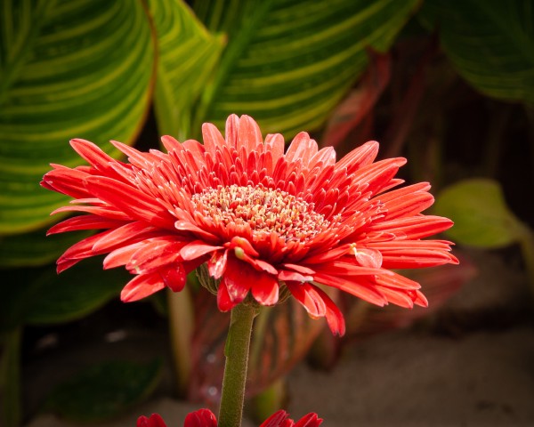Red Gerbera Daisy at the Krohn Conservatory