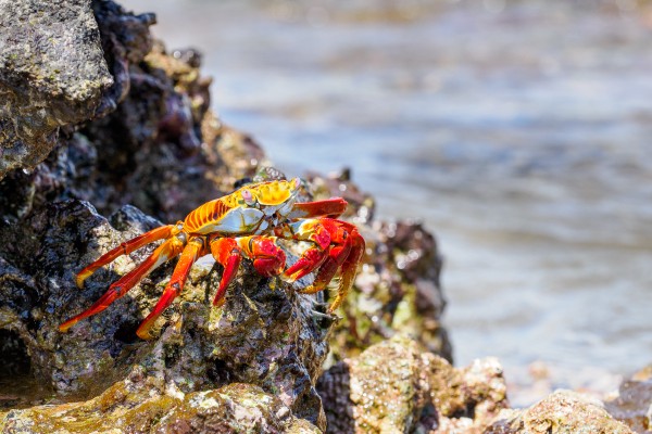 Sally Lightfoot Crab in the Galapagos Islands